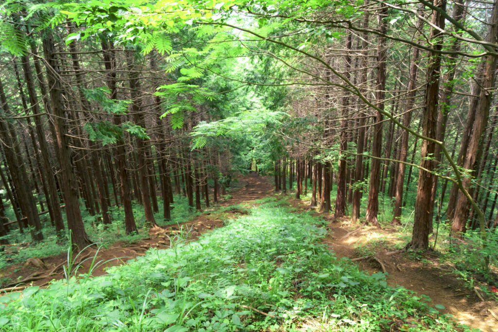 Day Trips from Shinjuku: Best Destinations Under 2 Hours