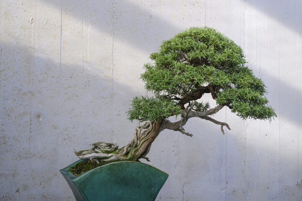 Bonsai in Shinjuku: Where to Buy and How to Enjoy This Traditional Japanese Art