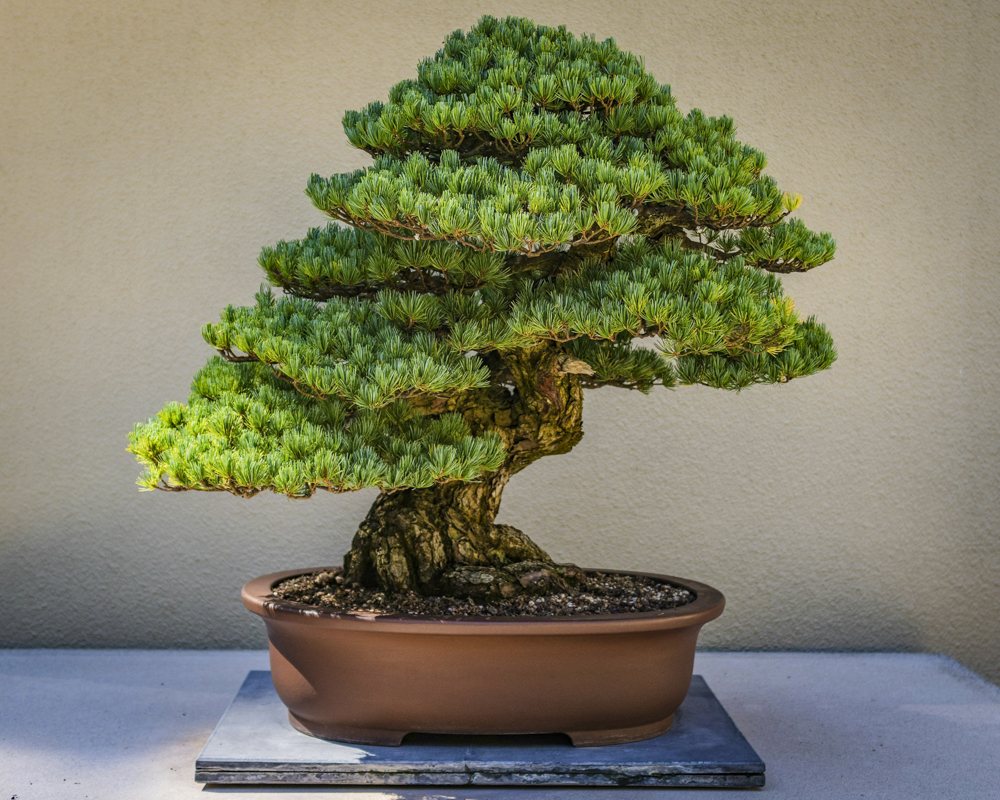 Bonsai in Shinjuku: Where to Buy and How to Enjoy This Traditional Japanese Art