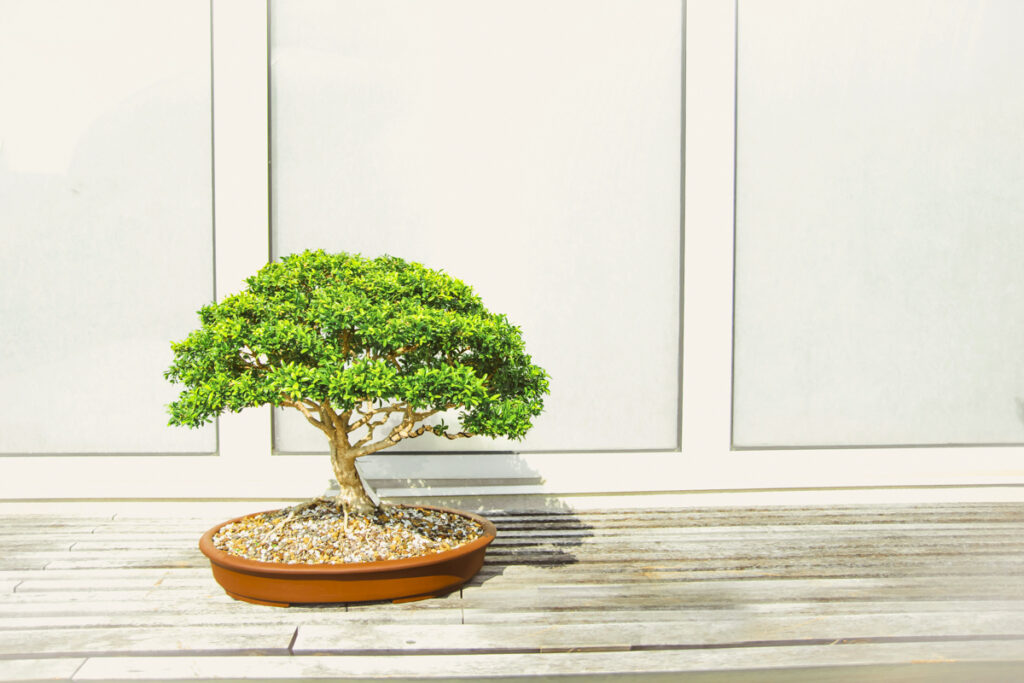 Bonsai in Shinjuku: Where to Buy and How to Enjoy This Traditional Japanese Art