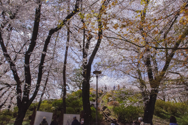 Best Cherry Blossom Spots in Shinjuku: 8 Hanami Locations (Complete Guide)