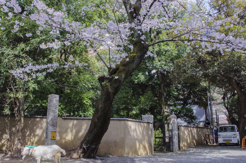 Best Cherry Blossom Spots in Shinjuku: 8 Hanami Locations (Complete Guide)