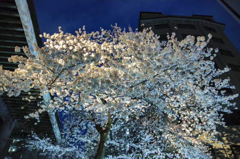 Best Cherry Blossom Spots in Shinjuku: 8 Hanami Locations (Complete Guide)