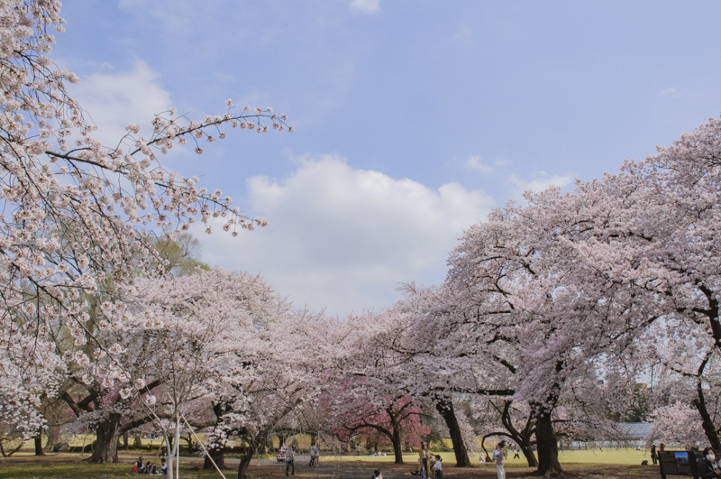 Best Cherry Blossom Spots in Shinjuku: 8 Hanami Locations (Complete Guide)