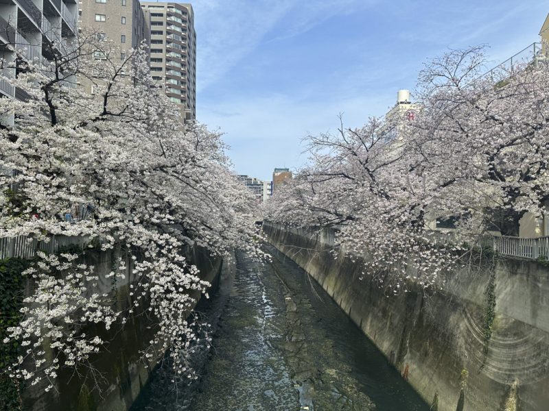 Best Cherry Blossom Spots in Shinjuku: 8 Hanami Locations (Complete Guide)