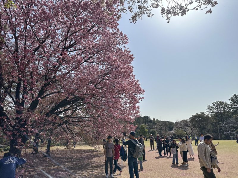 Shinjuku Gyoen Hanami Plan: Morning Coffee, Picnic Lunch, Shopping, and Dinner